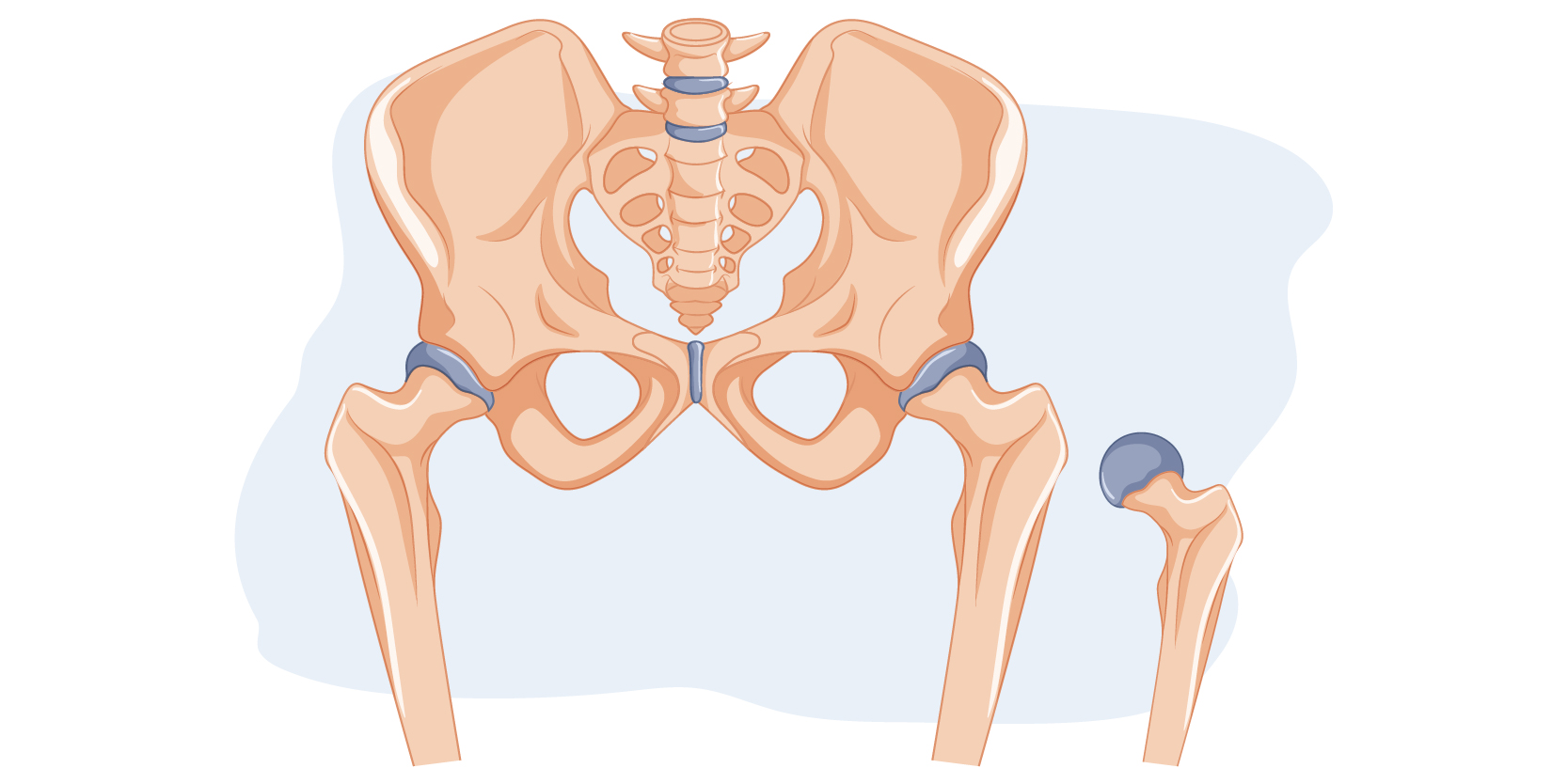 Anatomía de la articulación de la cadera — diagrama médico