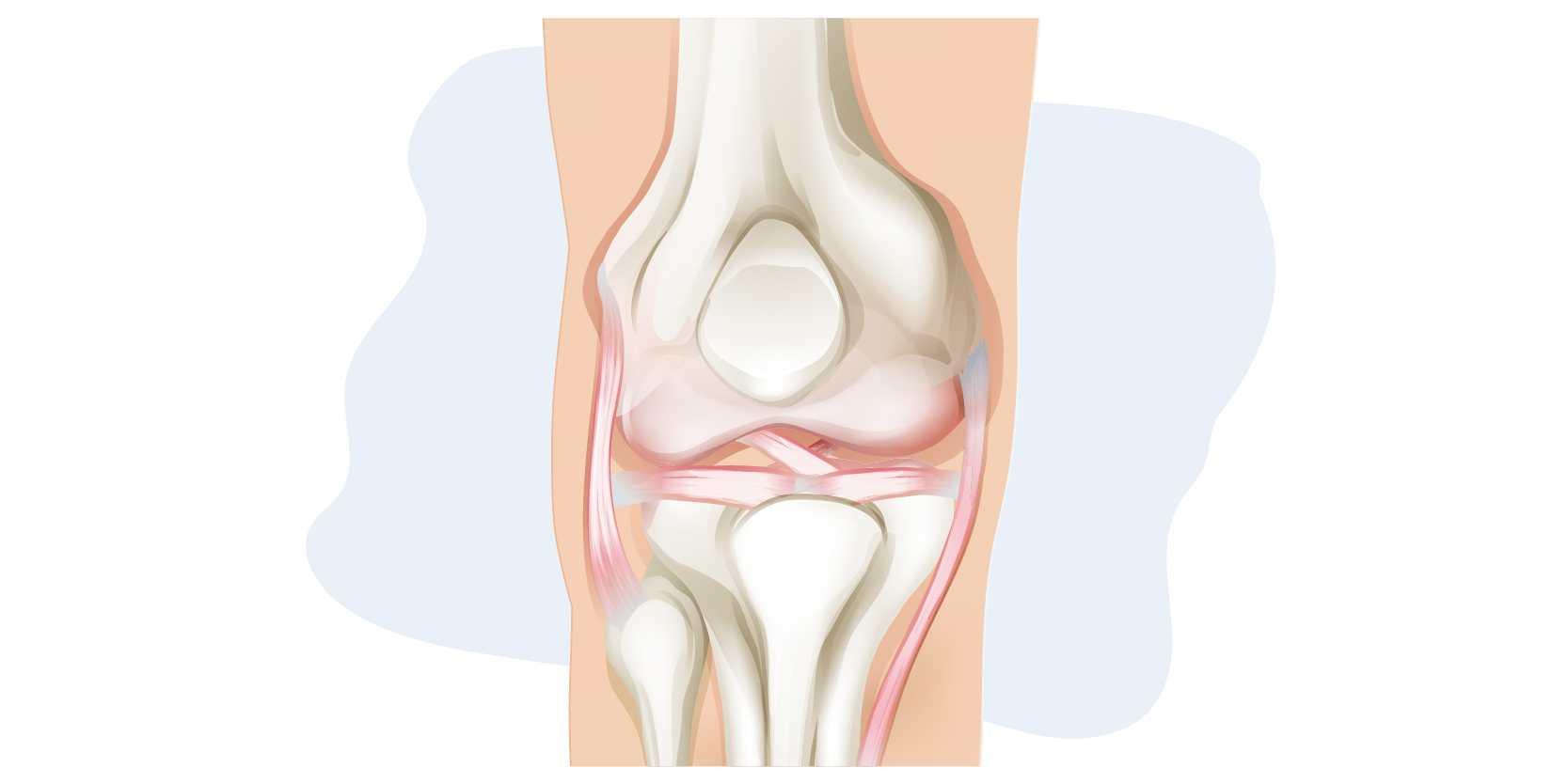 Anatomía de la articulación de la rodilla